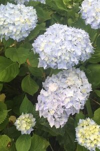 Hydrangea m. 'Nikko Blue' 25-30 cm cont. 3,0L - afbeelding 3