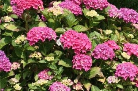 Hydrangea m. 'Pia' 25-30 cm cont. 3,0L