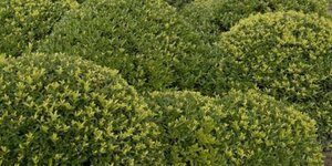 Ilex crenata 'Blondie' 125-150 cm WRB extra - image 1