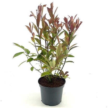 Itea virginica 'Henry's Garnet' 30-40 cm cont. 3,0L - afbeelding 6