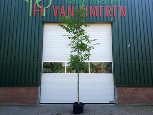 Juglans regia 10-12 Hoogstam wortelgoed - afbeelding 8