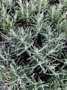 Lavandula ang. 'Dwarf Blue' geen maat specificatie 0,55L/P9cm - afbeelding 4