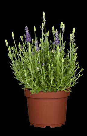 Lavandula ang. 'Dwarf Blue' geen maat specificatie 0,55L/P9cm - afbeelding 1