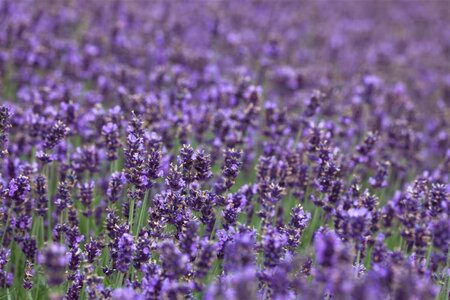 Lavandula ang. 'Hidcote' geen maat specificatie cont. 2,0L - afbeelding 1