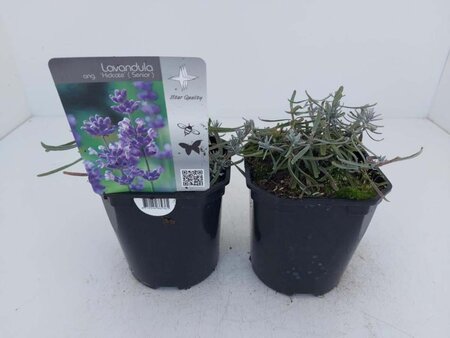 Lavandula ang. 'Hidcote' geen maat specificatie cont. 2,0L - afbeelding 13