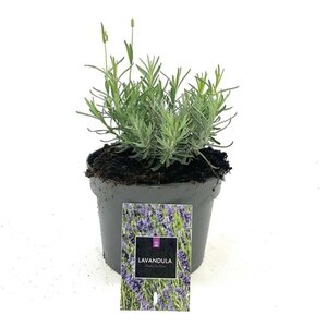 Lavandula ang. 'Hidcote' geen maat specificatie cont. 2,0L - afbeelding 4