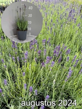 Lavandula ang. 'Hidcote' geen maat specificatie cont. 2,0L - afbeelding 3