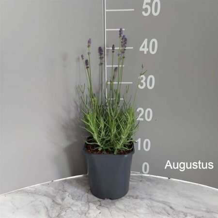 Lavandula ang. 'Hidcote' geen maat specificatie cont. 2,0L - afbeelding 8