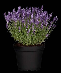 Lavandula ang. 'Hidcote' geen maat specificatie cont. 2,0L - afbeelding 12