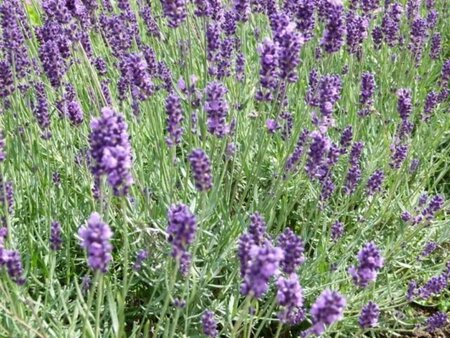 Lavandula ang. 'Hidcote' geen maat specificatie cont. 2,0L - afbeelding 6