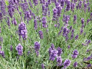 Lavandula ang. 'Hidcote' geen maat specificatie cont. 2,0L - afbeelding 6