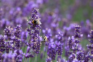 Lavandula ang. 'Hidcote' geen maat specificatie cont. 2,0L - afbeelding 11