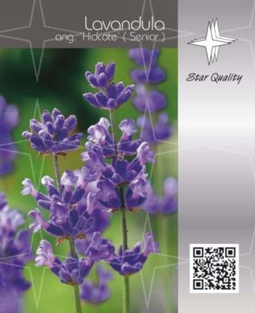 Lavandula ang. 'Hidcote' geen maat specificatie cont. 2,0L - afbeelding 5