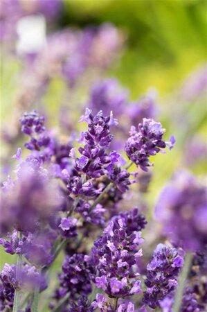 Lavandula ang. 'Hidcote' geen maat specificatie cont. 2,0L - afbeelding 10