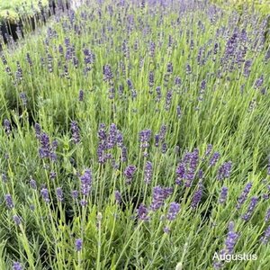 Lavandula ang. 'Hidcote' geen maat specificatie cont. 2,0L - afbeelding 7