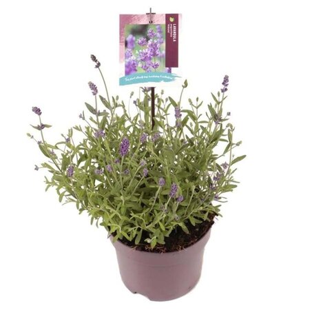 Lavandula ang. 'Hidcote' geen maat specificatie cont. 2,0L - image 6