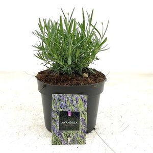 Lavandula ang. 'Hidcote' geen maat specificatie cont. 2,0L - image 7