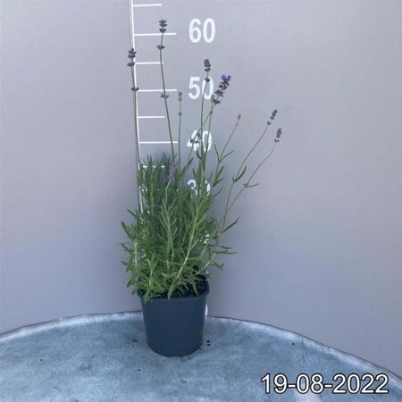 Lavandula ang. 'Munstead' geen maat specificatie cont. 2,0L - afbeelding 4