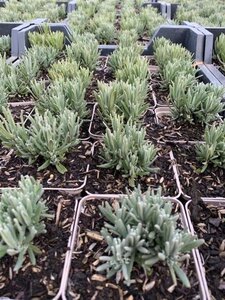 Lavandula ang. 'Rosea' geen maat specificatie 0,55L/P9cm - afbeelding 2