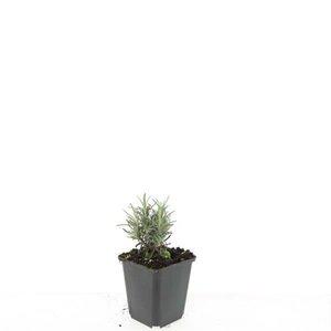 Lavandula ang. 'Rosea' geen maat specificatie 0,55L/P9cm - afbeelding 3