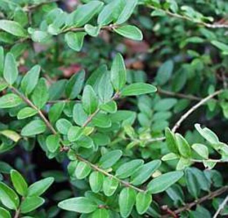 Lonicera pileata 30-40 cm cont. 2,0L - afbeelding 1