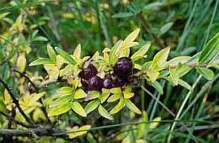 Lonicera pileata 30-40 cm cont. 2,0L - afbeelding 2