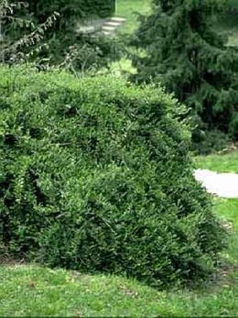 Lonicera pileata 30-40 cm cont. 2,0L - afbeelding 3