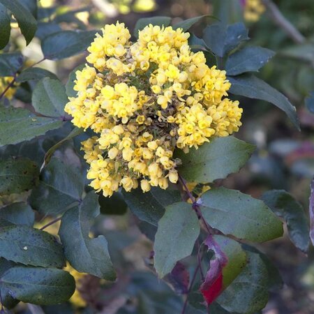 Mahonia aquifolium 30-40 cm RB - image 1