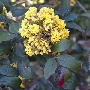 Mahonia aquifolium 30-40 cm RB - image 1