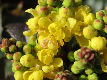 Mahonia aquifolium 30-40 cm RB - image 3