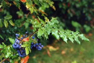 Mahonia aquifolium 40-50 cm RB - image 2