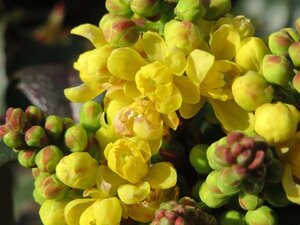 Mahonia aquifolium 40-50 cm RB - image 3