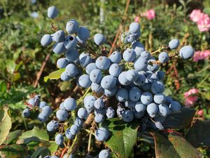 Mahonia aquifolium 40-50 cm RB - image 6