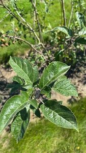 Malus 'Evereste' 150-175 cm draadkluit meerstammig - afbeelding 1