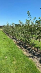 Malus 'Evereste' 150-175 cm draadkluit meerstammig - afbeelding 2