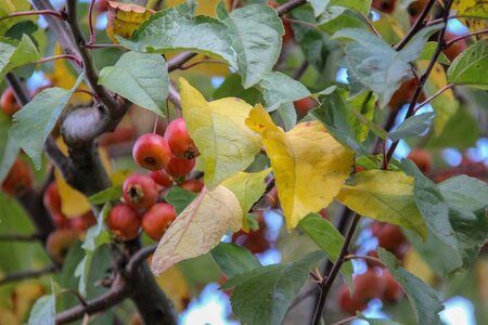 Malus 'Evereste' 60-80 cm cont. 5,0L - image 3