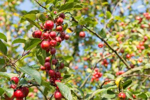 Malus 'Evereste' 60-80 cm cont. 5,0L - image 8