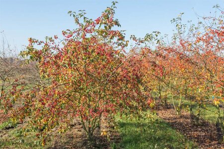 Malus 'Evereste' 60-80 cm cont. 5,0L - image 9