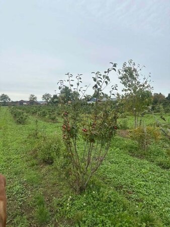 Malus 'Red Sentinel' 150-175 cm draadkluit meerstammig