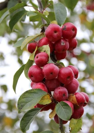 Malus 'Red Sentinel' 2jr. A kwal. BR bushes - image 4