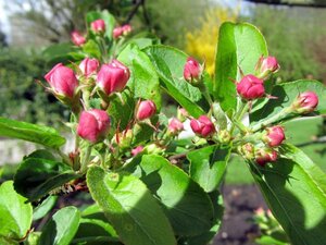 Malus 'Red Sentinel' 2jr. A kwal. BR bushes - image 5