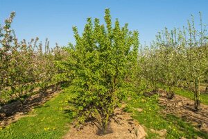 Malus 'Red Sentinel' 2jr. A kwal. BR bushes - image 7