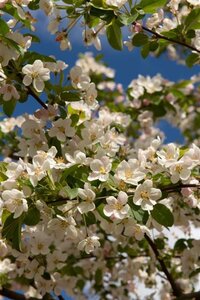 Malus 'Red Sentinel' 60-80 cm cont. 5,0L - image 2