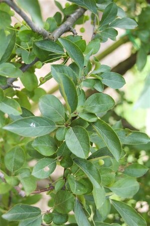 Malus 'Red Sentinel' 60-80 cm cont. 5,0L - image 3