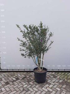 Osmanthus burkwoodii 150-175 cm draadkluit meerstammig - afbeelding 2