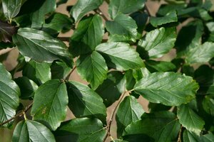 Parrotia persica 60-80 cm container - image 11