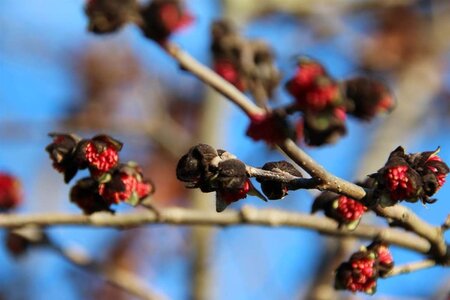 Parrotia persica 60-80 cm container - image 10