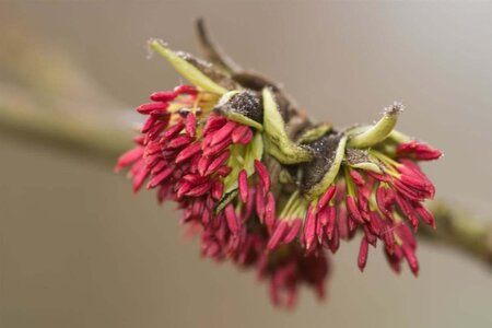 Parrotia persica 60-80 cm container - image 9