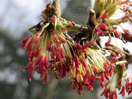 Parrotia persica 60-80 cm container - image 8