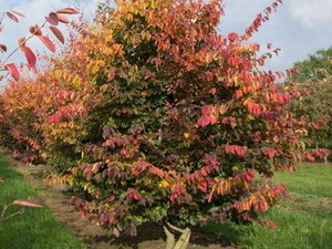 Parrotia persica 60-80 cm container - image 7